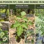 Infographic comparing poison ivy, poison oak, and poison sumac in New Jersey, highlighting key identifying features such as leaf patterns, growth habits, and urushiol-producing plants.