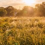 Wide view of a field filled with tall wild grasses and yellow wildflowers, illuminated by a hazy golden sunset. The setting sun casts a warm glow, with lens flare and dust motes in the air, and blurred trees and houses in the background.